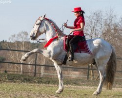 Pferd Lipizzaner- Favory XI-Balery- 3 - zum Verkauf (Lipizzaner, 2008)