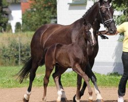 broodmare Donara (Bavarian, 1991, from Donnerhall)