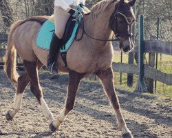 dressage horse Meckentosh (Westfale, 2003, from Medici)