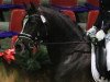 stallion Kaiser Bonaparte WE (German Riding Pony, 2009, from Kennedy WE)