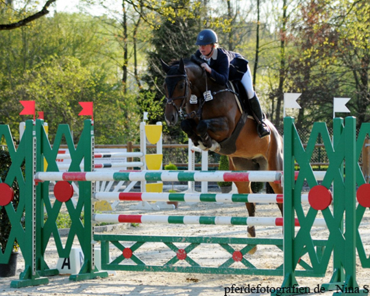 Springpferd Cara Mia R (Deutsches Reitpferd, 2009, von Coronas 2)