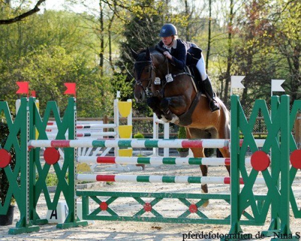 jumper Cara Mia R (German Sport Horse, 2009, from Coronas 2)