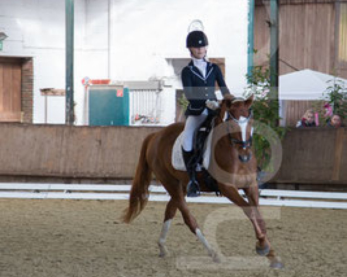 broodmare Perfect Match VEC WE (German Riding Pony, 2011, from Power and Paint)