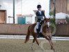 broodmare Perfect Match Vec WE (German Riding Pony, 2011, from Power and Paint)