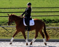 dressage horse Lolita (Hanoverian, 2009, from Le Rouge 7)