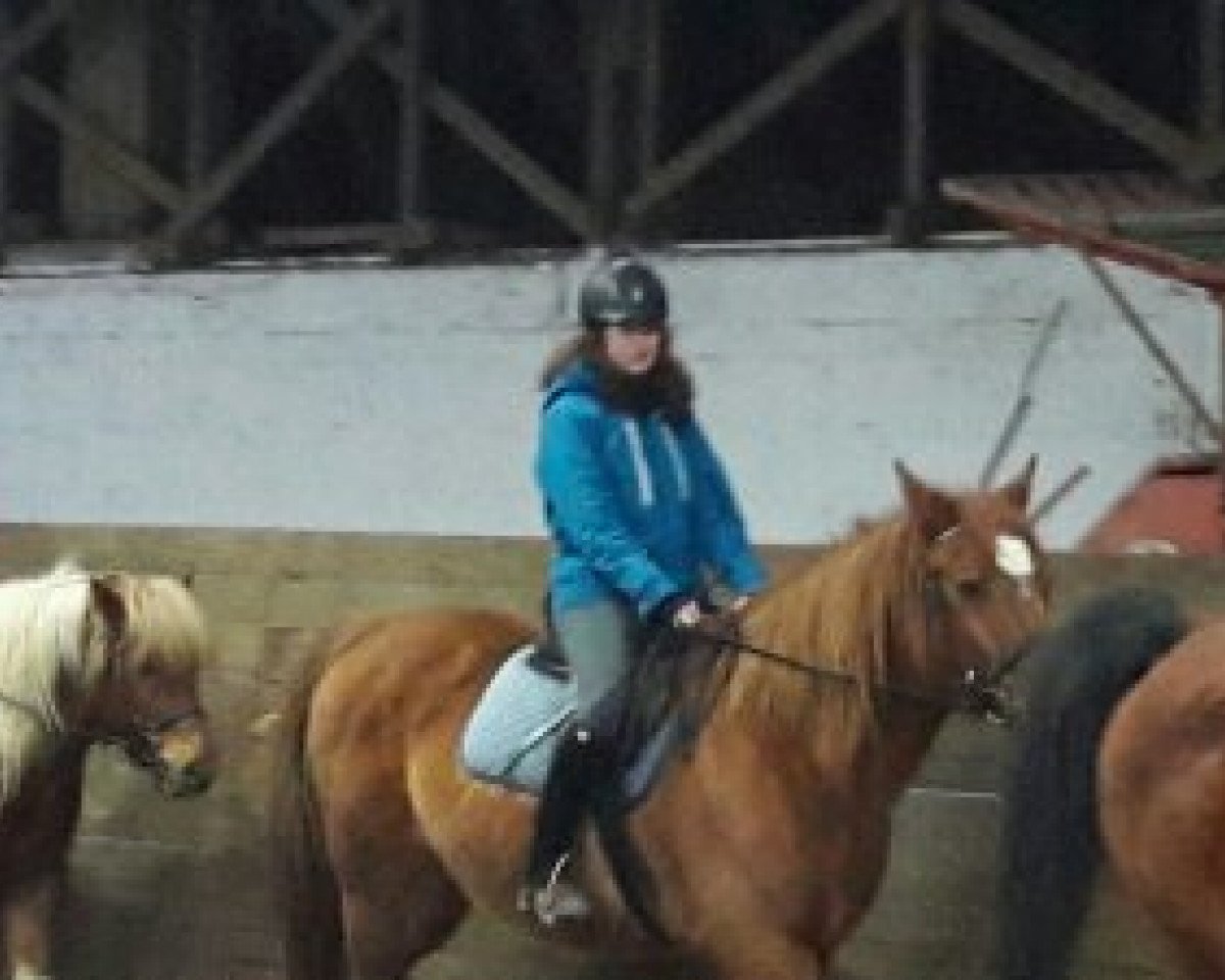 horse Santos (Belgian Warmblood, 1995, from Nabab de Rêve)