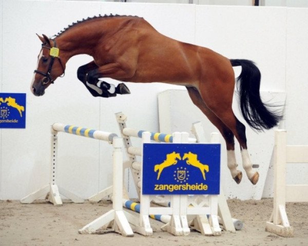 stallion Figaro de La Vie (Belgian Warmblood, 2005, from Caspar (Berlin))