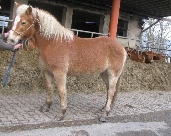 horse Coco (Haflinger, 1994, from 1338 Afghan II)