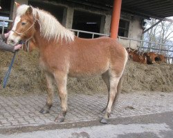 horse Coco (Haflinger, 1994, from 1338 Afghan II)