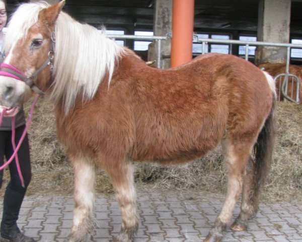 Zuchtstute Lorre (Haflinger, 1991, von Nabucco)