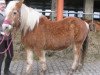 broodmare Lorre (Haflinger, 1991, from Nabucco)