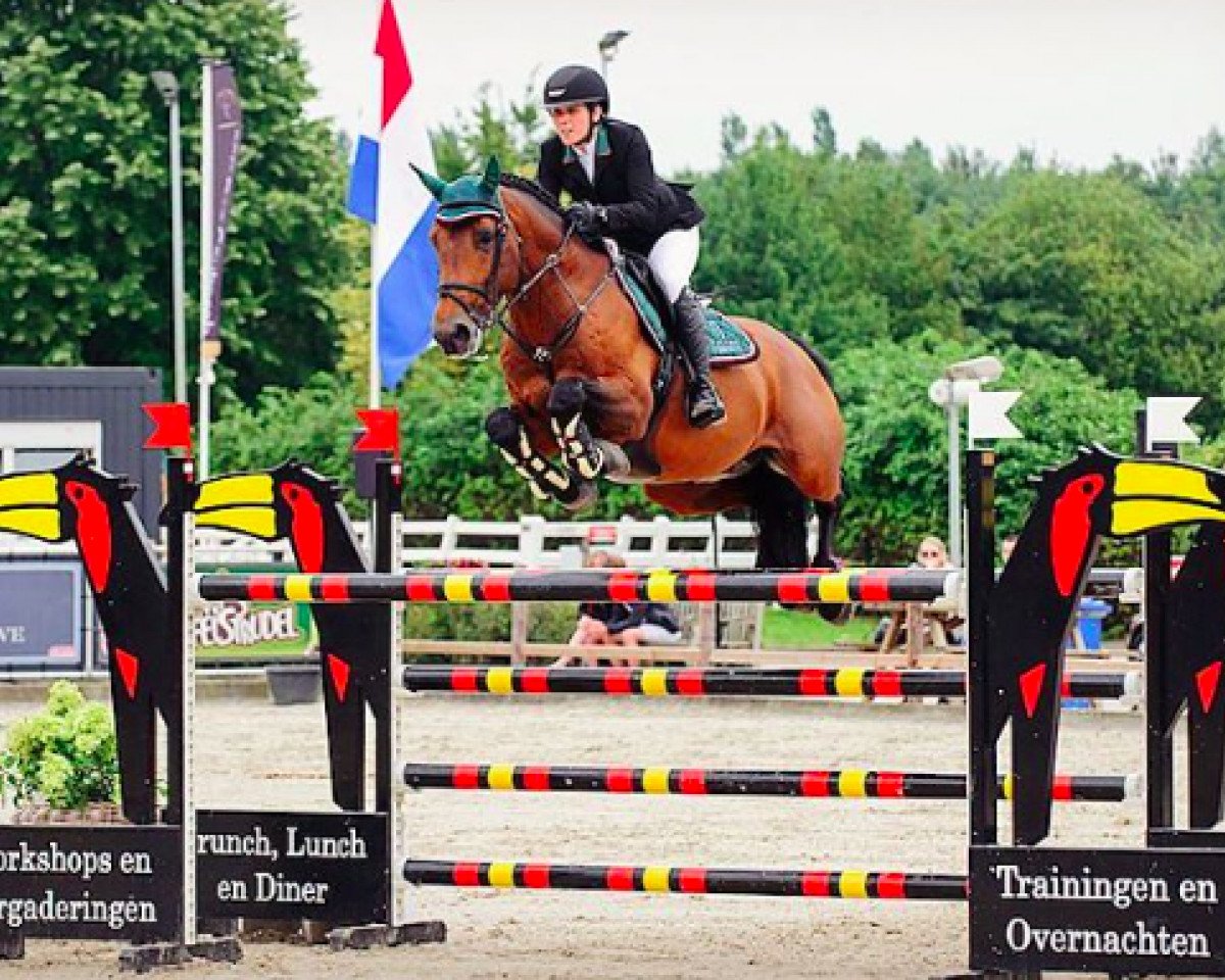 jumper Richmond Parco (Swedish Warmblood, 2006, from Parco)