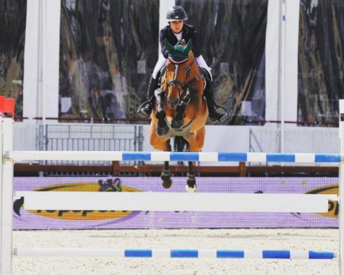 stallion Filou (Belgian Warmblood, 2005, from Muscaris D'Ariel)
