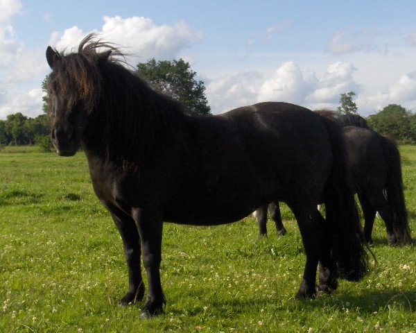 Zuchtstute Mirka (Shetland Pony, 2001, von Giegant v. Geldersoord)