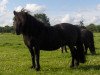 Zuchtstute Mirka (Shetland Pony, 2001, von Giegant v. Geldersoord)