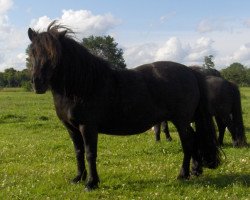 Pferd Mirka (Shetland Pony, 2001, von Giegant v. Geldersoord)