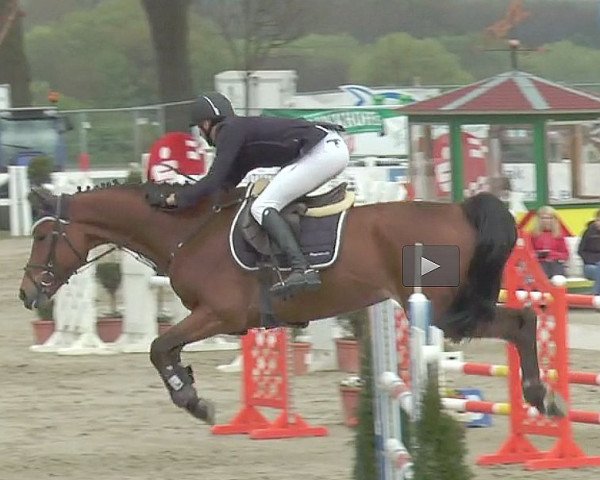 jumper Limburg de Roulard (Belgian Warmblood, 2011, from Verdi)