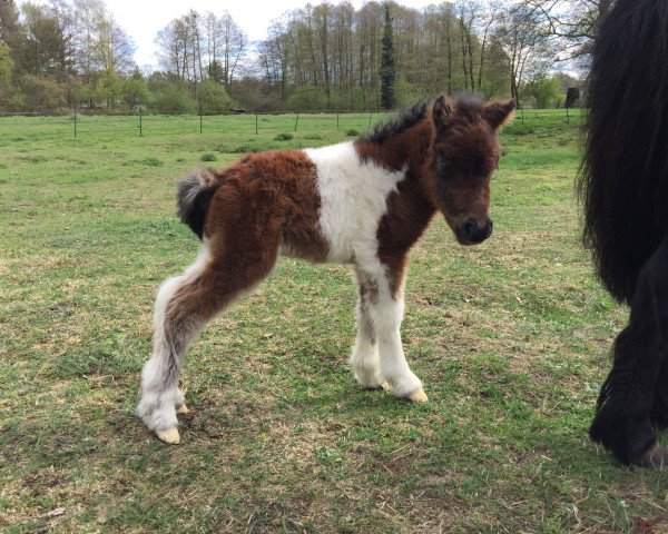 broodmare Dunja (Dt.Part-bred Shetland pony, 2017, from Don Carlos)