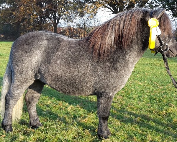 Deckhengst Weshorns Ibo (Shetland Pony, 2014, von Indio)