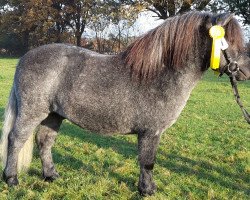 Pferd Weshorns Ibo (Shetland Pony, 2014, von Indio)