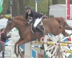 stallion Ivory de Roulard (Belgian Warmblood, 2008, from Kashmir van't Schuttershof)