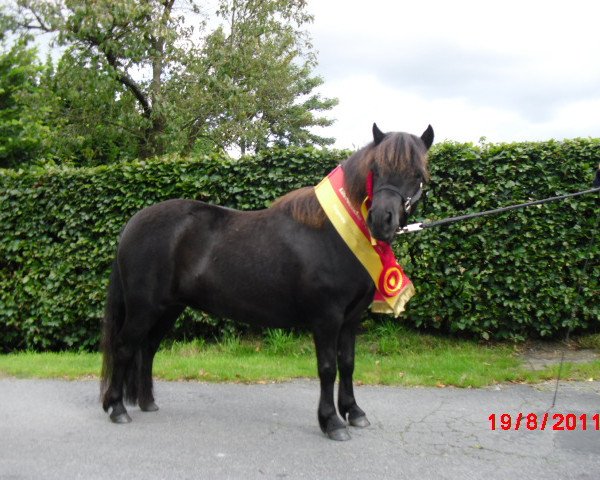 Zuchtstute Weshorns Kiku (Shetland Pony, 2008, von Incus)