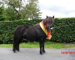 broodmare Weshorns Kiku (Shetland Pony, 2008, from Incus)