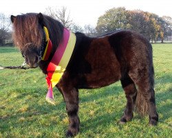 stallion Weshorns Imo (Shetland Pony, 2014, from Indio)