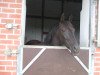 broodmare Nadja 266 (German Riding Pony, 2001, from Nepal)