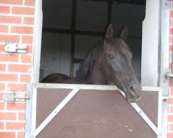 broodmare Nadja 266 (German Riding Pony, 2001, from Nepal)