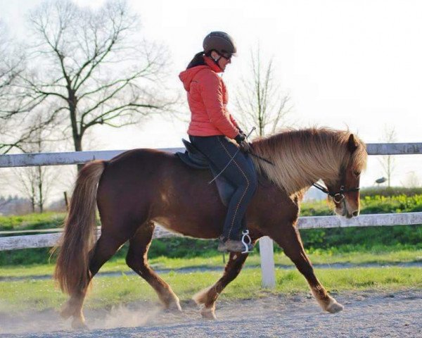 Pferd Brana (Islandpferd,  , von Kvikur vom Glückstal)