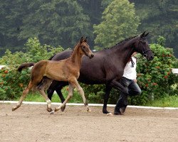 broodmare Sinfonie L (Trakehner, 1994, from Kostolany)