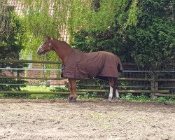 dressage horse Wallaby 83 (Hanoverian, 1999, from Weltmeyer)