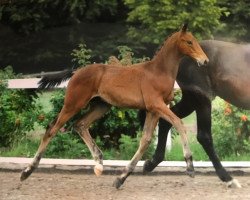 Pferd Solist 143 (Trakehner, 2006, von Herzruf)