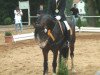 jumper Alice 353 (Tinker / Irish Cob / Gypsy Vanner, 2001)