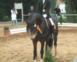 jumper Alice 353 (Tinker / Irish Cob / Gypsy Vanner, 2001)