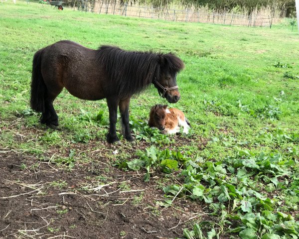 broodmare Tanja van Stal de Dwarsdijk (Shetland Pony, 2003)