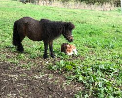 Pferd Tanja van Stal de Dwarsdijk (Shetland Pony, 2003)