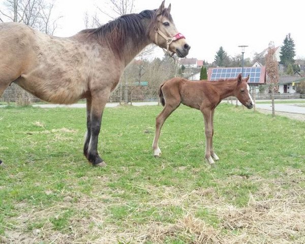 horse Shahim (German Riding Pony, 2017, from Said ox)