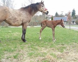 horse Shahim (German Riding Pony, 2017, from Said ox)