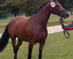 jumper Aurelia (German Riding Pony, 2014, from Haddaway 2)