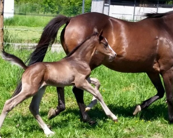 horse Fiaro (German Sport Horse, 2015, from Fleiner)