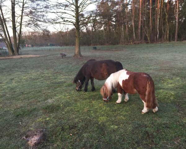 horse Don Carlos (Shetland pony (under 87 cm), 2012, from Donington)