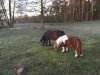 Pferd Don Carlos (Shetland Pony (unter 87 cm), 2012, von Donington)