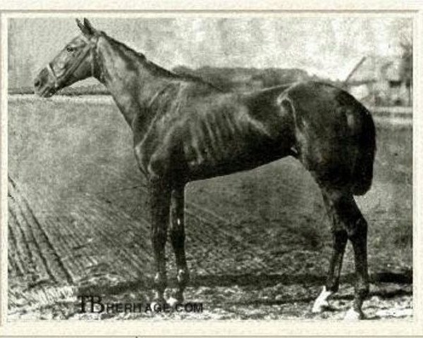 stallion Hindoo xx (Thoroughbred, 1878, from Virgil xx)