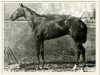 stallion Hindoo xx (Thoroughbred, 1878, from Virgil xx)