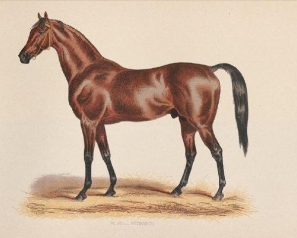 stallion Petrarch xx (Thoroughbred, 1873, from Lord Clifden xx)