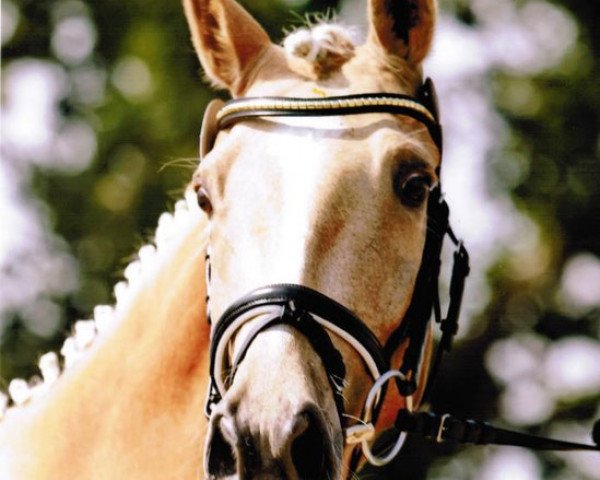 broodmare Golden Marry (German Riding Pony, 2006, from FS Golden Moonlight)