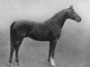 stallion Star of Hanover xx (Thoroughbred, 1897, from Hanover xx)