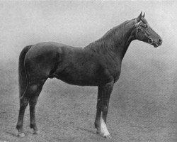 stallion Star of Hanover xx (Thoroughbred, 1897, from Hanover xx)